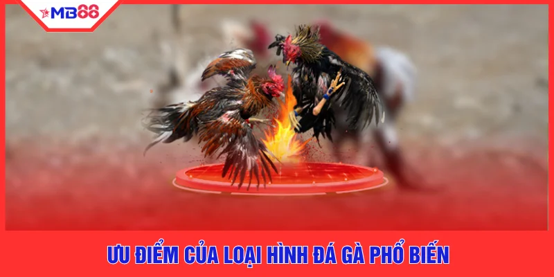 Ưu điểm của loại hình đá gà phổ biến